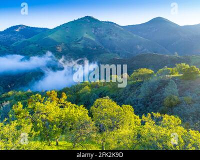 Luftaufnahme von blauen Eichen, die bei Sonnenaufgang die Hügel bedecken, Figueroa Mountain Area oberhalb des Santa Ynez Valley, Kalifornien Stockfoto