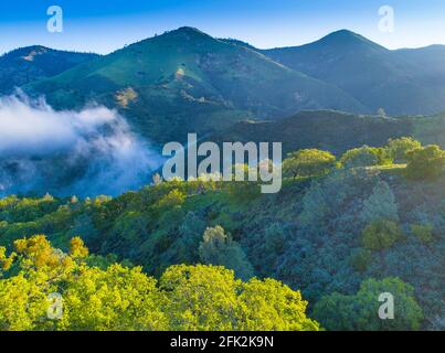 Luftaufnahme von blauen Eichen, die bei Sonnenaufgang die Hügel bedecken, Figueroa Mountain Area oberhalb des Santa Ynez Valley, Kalifornien Stockfoto