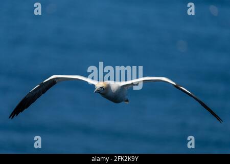 25. April 2021. RSPB Troup Head, Gardenstown, Aberdeenshire, Schottland, Großbritannien. Dies ist Gannet fliegen an den Klippen in RSPB Troup Head Aussichtspunkt auf einem sonnigen Stockfoto