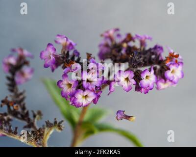 Makro aus winzigen violetten, reichen violetten Heliotrop-Blüten auf grau, mit einer Blume scheint abzufallen, hängt aber in der Luft an einem Faden aus Netz Stockfoto