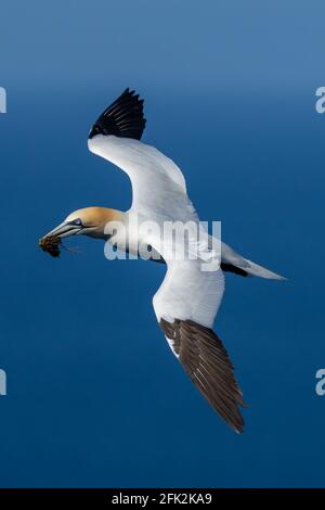 25. April 2021. RSPB Troup Head, Gardenstown, Aberdeenshire, Schottland, Großbritannien. Dies ist Gannet fliegen an den Klippen in RSPB Troup Head Aussichtspunkt auf einem sonnigen Stockfoto