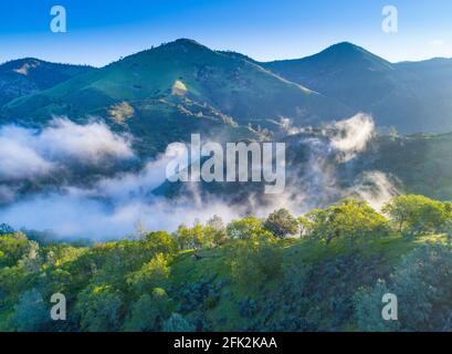 Luftaufnahme von blauen Eichen, die bei Sonnenaufgang die Hügel bedecken, Figueroa Mountain Area oberhalb des Santa Ynez Valley, Kalifornien Stockfoto