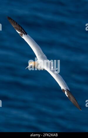 25. April 2021. RSPB Troup Head, Gardenstown, Aberdeenshire, Schottland, Großbritannien. Dies ist Gannet fliegen an den Klippen in RSPB Troup Head Aussichtspunkt auf einem sonnigen Stockfoto