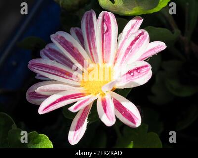 Nahaufnahme der Magenta Pink und weiß gestreiften Chrysantheme Gänseblümchen Blume im Garten, teilweise schattiert und teilweise in der Sonne, beleuchtet im Dunkeln Stockfoto