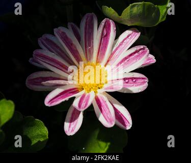 Nahaufnahme der Magenta Pink und weiß gestreiften Chrysantheme Gänseblümchen Blume im Garten, teilweise schattiert und teilweise in der Sonne, beleuchtet im Dunkeln Stockfoto