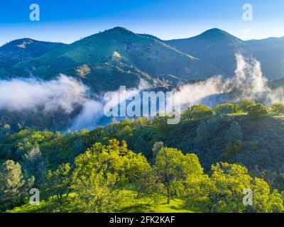 Luftaufnahme von blauen Eichen, die bei Sonnenaufgang die Hügel bedecken, Figueroa Mountain Area oberhalb des Santa Ynez Valley, Kalifornien Stockfoto
