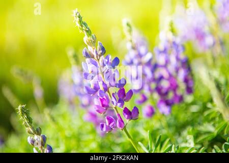 blühende bush Lupine, Figueroa Mountain oberhalb des Santa Ynez Valley, Kalifornien Stockfoto