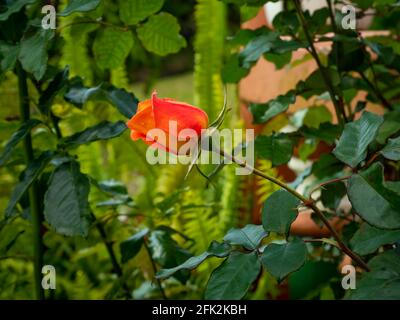 China Rose bekannt als Bengal Rose, Crimson oder Beauty (Rosa chinensis), eine wunderschöne Orange und Gelbe Blume, die im Garten aufwächst Stockfoto