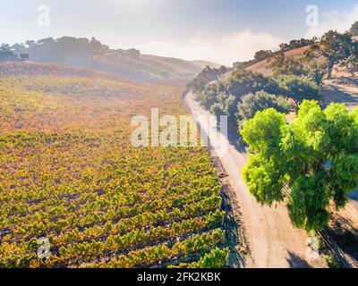 Sarloos & Sons Widmill Ranch, Tierra Alta Vineyard, Ballard Canyon, Santa Ynez Valley, Kalifornien Stockfoto