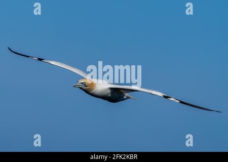 25. April 2021. RSPB Troup Head, Gardenstown, Aberdeenshire, Schottland, Großbritannien. Dies ist Gannet fliegen an den Klippen in RSPB Troup Head Aussichtspunkt auf einem sonnigen Stockfoto