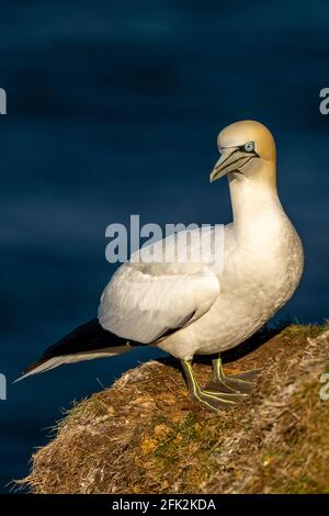 25. April 2021. RSPB Troup Head, Gardenstown, Aberdeenshire, Schottland, Großbritannien. Dies ist Gannet fliegen an den Klippen in RSPB Troup Head Aussichtspunkt auf einem sonnigen Stockfoto