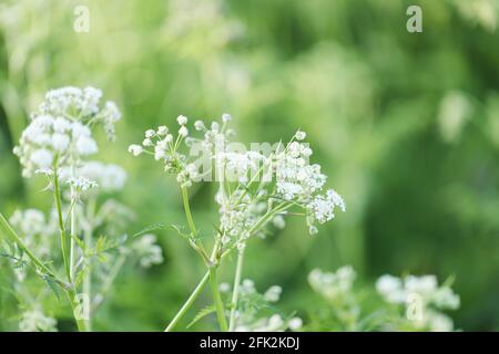 Zarte weiße Wildblumen im Frühling. Stockfoto