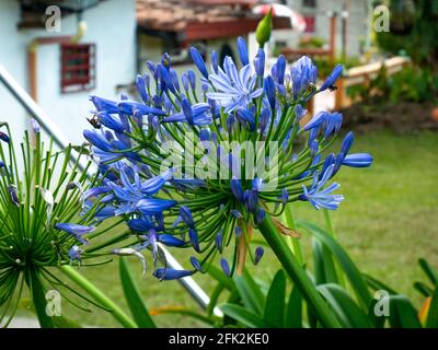 Blaue oder afrikanische Lilie oder Nillilie (Agapanthus praecox), eine Blaue Blume im Garten, umgeben von wenigen Insekten Stockfoto