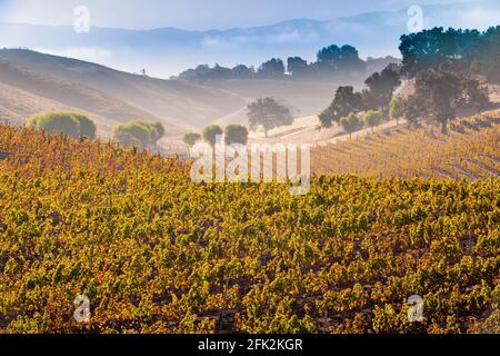 Sarloos & Sons Widmill Ranch, Tierra Alta Vineyards, Ballard Canyon, Santa Ynez Valley, Kalifornien Stockfoto