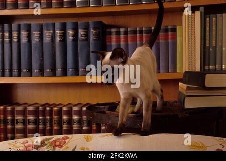 Siam Cat, Italien Stockfoto