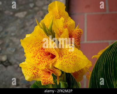 Gelbe Blume in der Straße bekannt als Indian Shot, African Arrowroot, Eßbare Canna, Purple oder Sierra Leone Arrowroot (Canna indica) Stockfoto