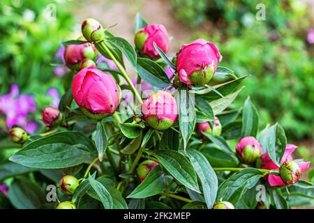 Im Sommer blühen im Garten frische, leuchtend rosafarbene Pfingstrosen. Stockfoto