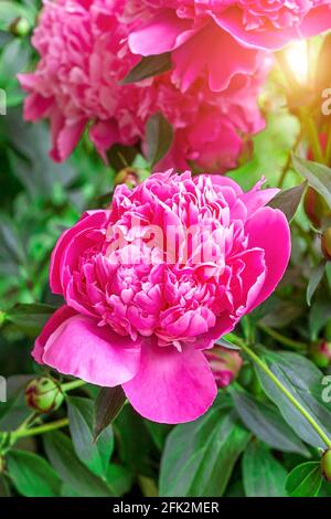 Frische Blüte im Sommer blüht im Garten leuchtend rosa Pfingstrosen. Stockfoto
