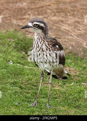 Bush Stone Curlew 'Buchinus oedichemus' Männlich Erwachsener. Australier.Foto in Südwestfrankreich. Stockfoto