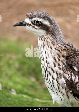 Bush Stone Curlew 'Buchinus oedichemus' Männlich Erwachsener. Australier.Foto in Südwestfrankreich. Stockfoto