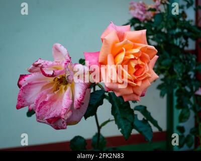 China Rose bekannt als Bengal Rose, Crimson oder Beauty (Rosa chinensis), eine schöne Blume und die andere sterbend Stockfoto