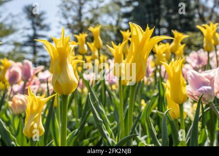 Interessante West Point Tulpen wachsen im Frühlingsgarten. Stockfoto