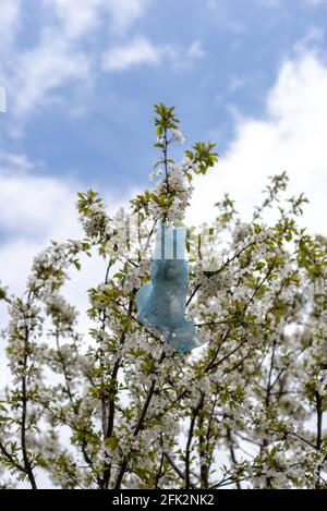 Plastikbeutel, der im Frühjahr an einem Kirschbaum hängt Stockfoto