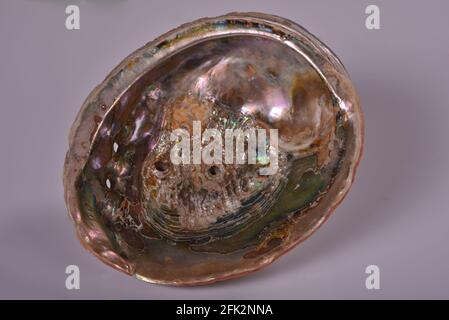 Isolierte Abalone-Schale auf hellem Hintergrund, um die Vielfalt der natürlichen Farben auf dem glänzenden Inneren zu zeigen. Stockfoto