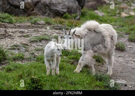 Schmuddelige Bergfaulquacke und Kid in der Nähe des Logan Passes in Glacier Nationalpark Stockfoto