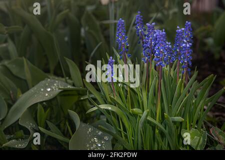 Schöne blühende blaue Muscari-Blüten. Ein Blumenbett blühender muriner Hyazinthe an einem sonnigen Tag im frühen Frühjahr. Bunte Blumen auf verschwommenem Rücken Stockfoto