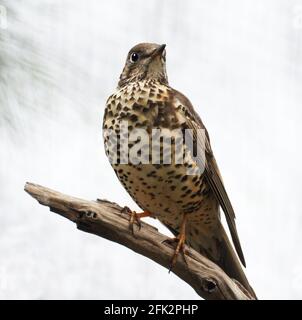 Mistle Thrush 'Turdus viscivorus' Erwachsener sitzt auf einem exponierten Zweig.Südwestfrankreich. Stockfoto