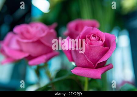 Zwei rosa Rosen kontrastieren mit den glänzenden, dunkelgrünen Blättern. Extravaganter rosa Rosenstrauch im Frühling. Zwei zweifarbige, pfirsiche-fuchsia-Rosen. Selektiver Focu Stockfoto
