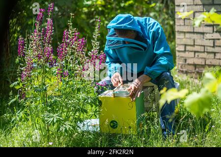 Imker hält einen kleinen Nucleus mit einer jungen Bienenkönigin. Zucht von Bienenköniginnen. Bienenlöcher mit Waben. Vorbereitung auf die künstliche Befruchtung Stockfoto