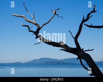 US Pacific Coast - Blick auf das Meer und die Inseln vom Larrabee State Park, WA Stockfoto