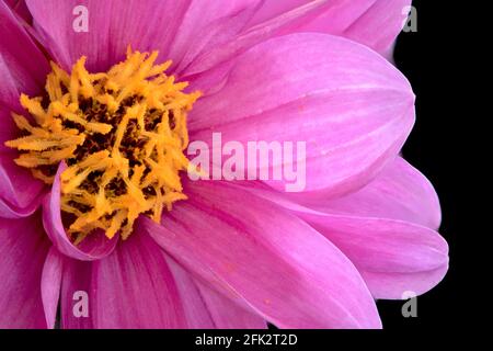 Nahaufnahme einer einzelnen Dahlia Lively Lavendel Blume mit rosa Blütenblättern und gelbem Zentrum, isoliert auf schwarzem Hintergrund mit Fokus-Stapeltechnik. Stockfoto