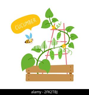 Gurkenpflanze mit Biene flache Cartoon-Karte. Bio-Gemüse mit Sprechblase, grüne Triebe. Topfpflanzen, Pflanzen Stadtfarm oder Landwirtschaft, Landwirtschaft. Isolierte Vektordarstellung Stock Vektor