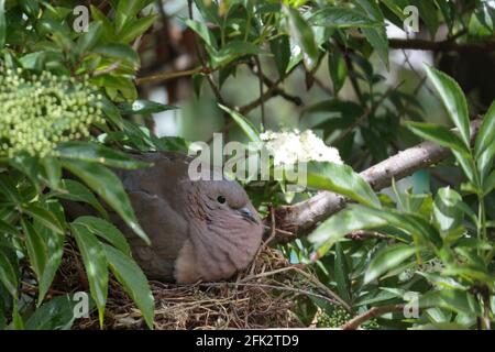 OHRTAUBE (Zenaida auriculata), ein Weibchen dieser Taubenart, das ihre Eier in ihrem temporären Nest brütet, ein seltenes Bild. Huancayo - Peru Stockfoto