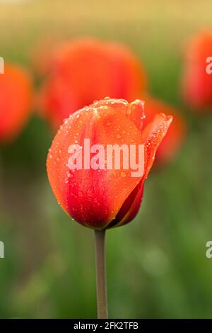 Eine rote Solo-Tulpe, die in einem Tulpenfeld steht. Stockfoto