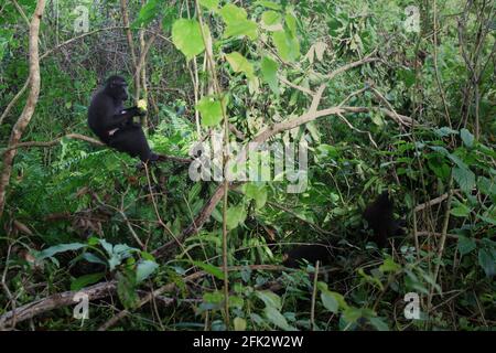 Crested Macaques Nahrungssuche. Das Anpflanzen von Obstbäumen im Bereich zwischen Wald und landwirtschaftlicher Landschaft würde dazu beitragen, Konflikte zwischen Mensch und Affen zu reduzieren, so Reyni Palohoen, Projektkoordinator von Selamatkan Yaki (Save Yaki) Anfang dieses Monats, als Reaktion auf die „monkey Invasion“ landwirtschaftlicher Flächen in der Regentschaft South Minahasa, Nord-Sulawesi, Indonesien. Stockfoto