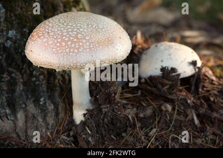 Wilde Amanita-Pilze unter einem Baum. Pale Amanita Pantherinoides Pilze wachsen in freier Wildbahn. Stockfoto