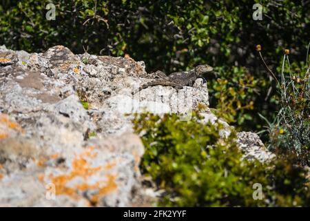 Dunkle Stelleidechse, Bergagama sitzt auf Steinen und blickt in die Ferne Stockfoto