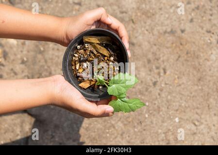 Menschliche Hand, die die grüne Pflanze in einem Topf hält Stockfoto