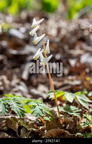 Makro abstrakte Textur Hintergrund von nicht kultivierten weißen Holländerhosen (Dicentra cucullaria) Wildblumen blühen in einer Waldschlucht Stockfoto