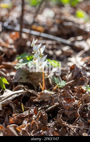 Makro abstrakte Textur Hintergrund von nicht kultivierten weißen Holländerhosen (Dicentra cucullaria) Wildblumen blühen in einer Waldschlucht Stockfoto