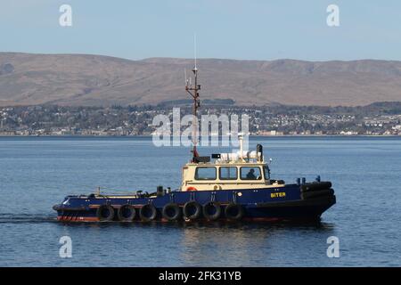 Biter, ein Damens Stan 1 Schlepper, der von Clyde Marine Services betrieben wird und PS Waverley in Garvel Dock am Firth of Clyde unterstützt. Stockfoto