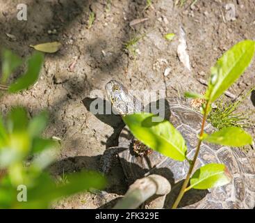 Schildkröte Des Westlichen Teichs Stockfoto