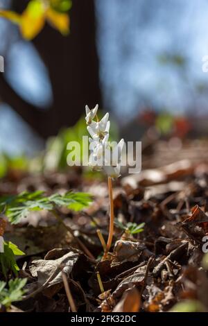 Makro abstrakte Textur Hintergrund von nicht kultivierten weißen Holländerhosen (Dicentra cucullaria) Wildblumen blühen in einer Waldschlucht Stockfoto