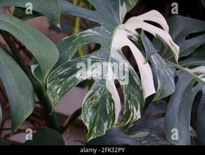 Wunderschöne, bunte Blätter der Monstera Albo Deliciosa Tropenpflanze Stockfoto