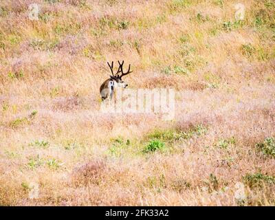 Maultier-Hirsche auf der Wiese an der National Bison Range, einem Tierschutzgebiet in Montana, USA Stockfoto