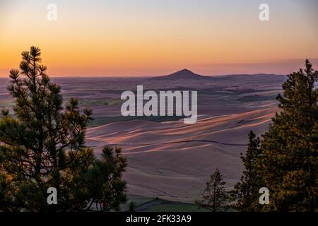 Blick von Kamiak Butte über die Palouse Weizenfelder im östlichen Washington State, USA Stockfoto